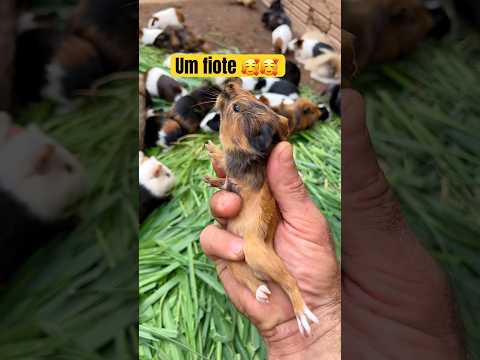 É um fiote bem pequenininho 😱😱 #coelho #pet #petbunny