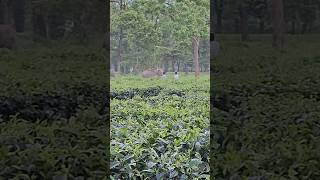 A herd of elephants |#elephant #shorts #youtube #minivlog