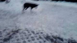Joe mit 9 Monaten im Winter