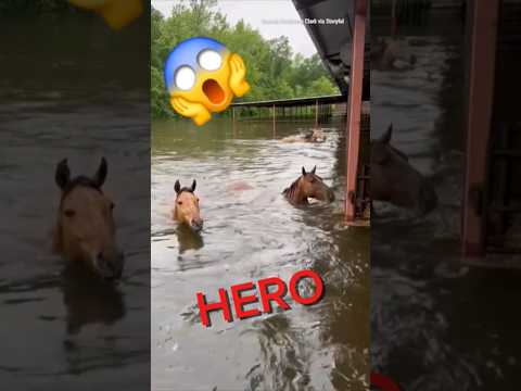 Texas Man Saves Horses During a Flood!!!