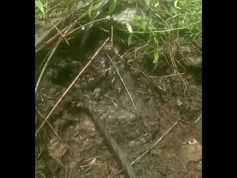 inilah sarang Ular python  ,, hati2 jika ada tumpukan seperti ini