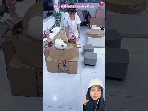 Main masak masakan bersama kitty dan guguk โ๏ธ๐ฌ @FactsInspireHub #shorts #funny #dubbing