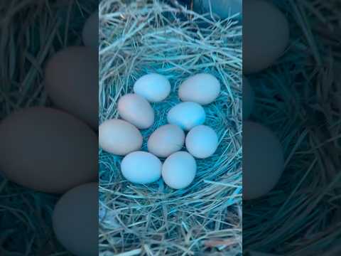 Köyden anlık🙋🏻♀️