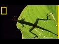 Anolis Lizard Behavior in Costa Rican Rainforest