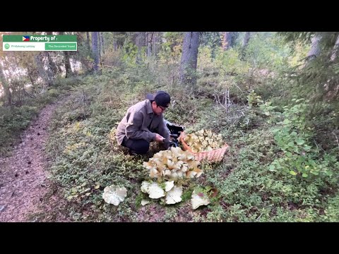 JACKPOT SA MGA MALALAKING KABUTE!!! PICK, COOK & EAT!!! MUSHROOM FORAGING! SHEEP POLYPORE! Mukbang.