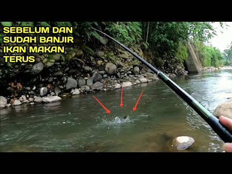 Mancing Sebelum dan Sesudah Banjir Ikan Makan Terus Sangat Rakus #LM05