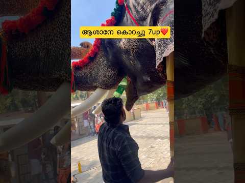7അപ്പ് കുടിച്ചാൽ ദാഹം തീരും ആശാനേ #elephant #aanakotta #travel #musicsong #animals #viralsong