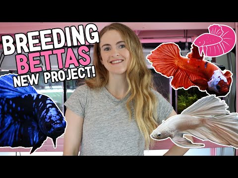 Breeding Beautiful Bettas on the New Fish Rack! (Step by Step) Avatar, Platinum White, and Koi