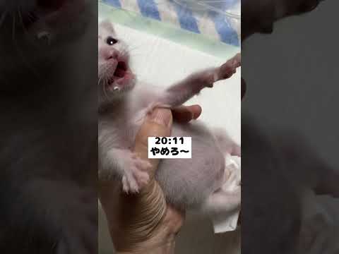 夜中に鳴きながらママを探す赤ちゃん猫の夜ルーティン