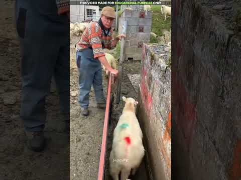 भेड़ पालने का इतना स्मार्ट तरीका! 🐑