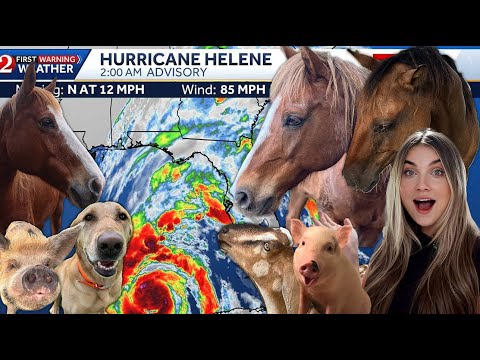 WE ARE READY! Preparing For MAJOR HURRICANE HELENE With All My Pets!