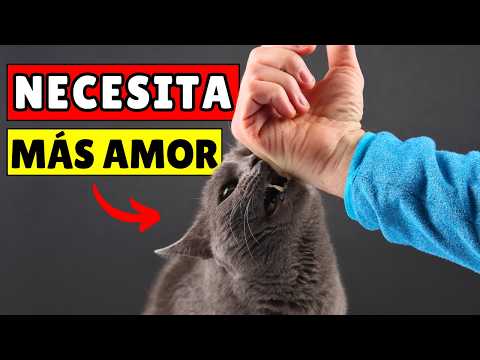 10 SEÑALES de que tu gato necesita MÁS CARIÑO (y que NO estás notando)