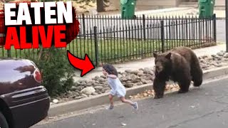 This Deadly Bear INVADES Russian Town & Goes on Attack!