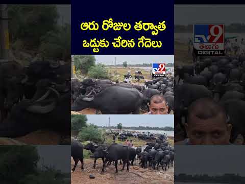 ఆరు రోజుల తర్వాత ఒడ్టుకు చేరిన గేదెలు - TV9