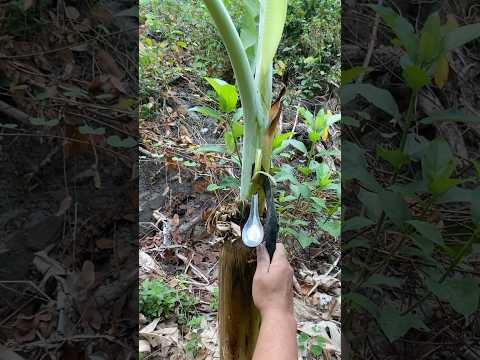 น้ำยางกล้วยป่า