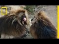 Igor's Role in Gelada Families