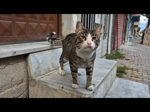 Cute hungry cat is walking around me and asking for food.