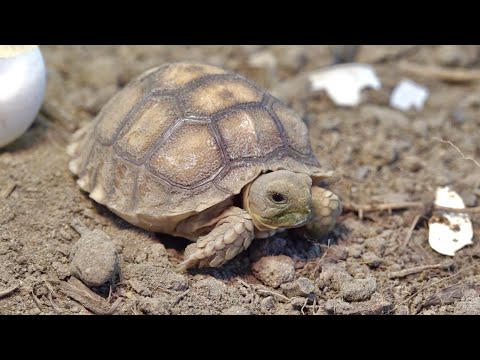 リクガメの赤ちゃんが生まれてから２０日が経ちました