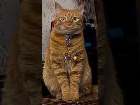#shorts QUESTO TENERO GATTINO CHIAMA LA MAMMA ???