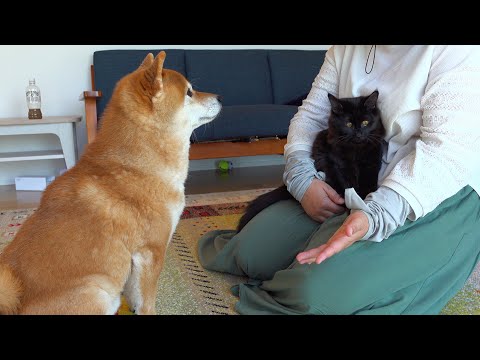 ママ大好きすぎる柴犬と子猫、ママをめぐってこうなりました。。