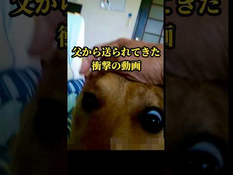 父から衝撃の動画が送られてきました。#shorts #dog