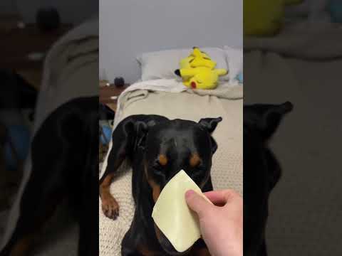 Cheese please #dog #doberman #funnydog #doglover #dogshorts