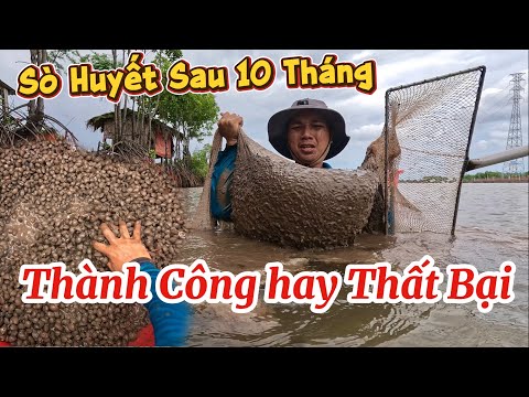Sau Hơn 10 Tháng Thả Sò Huyết Giống Thành Quả Sẽ Ra Sao