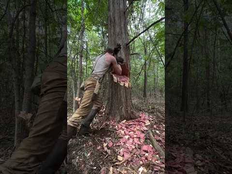 Chopping down Behemoth Tree🌲🪓 #cabin #logger #woodworking #logcabin #axe #bushcraft #survival