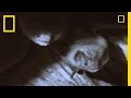 Vampire Bats and Their Feeding Habits