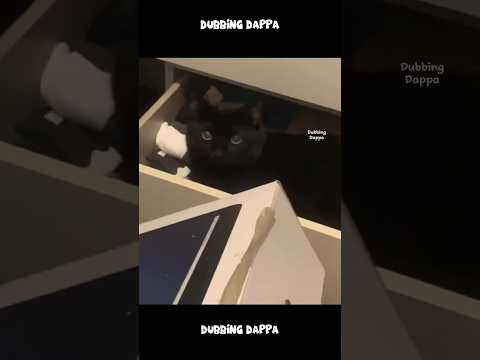 Demolish 🤣 #funny #cat #shorts #dog #shortsfeed #animals #dubbingdappa #pets #comedy #raccoon