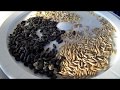 Calculating Protein Content in Chicken Feed