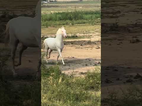 #horse #nothingimposibleinthisworld