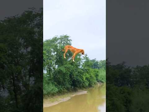 #funnyvideo #short