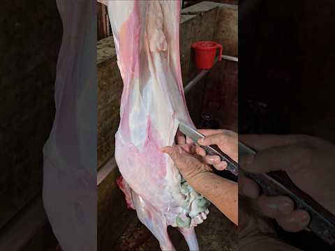 Amazing Big Goat Pakostoli Remove #trending #shorts #youtubeshorts