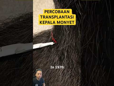Percobaan Transplantasi Kepala Monyet #animals #monkey #gorilla #science #ilmupengetahuan