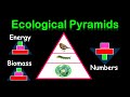 Ecological Pyramids and Energy Flow