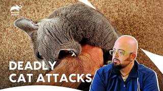 Aggressive Cat Threatens Little Dogs: Will Jackson Help? | My Cat From Hell S3 Ep8 | Animal Planet