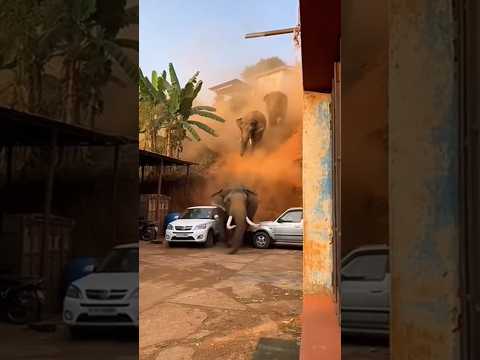 Wild Elephant Falls Off Cliff Into Village ๐ฑ๐ | Terrifying Moment Caught on Camera