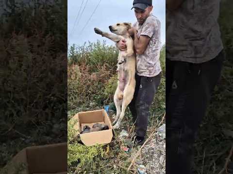 Poor family of abandoned dogs are hungry and thirsty #shorts #dog #dogrescue