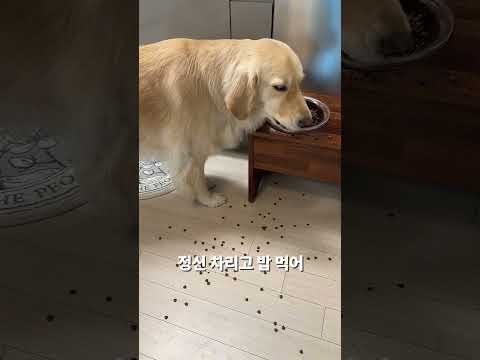 매끼니 손해보며 밥먹는 리트리버 #강아지