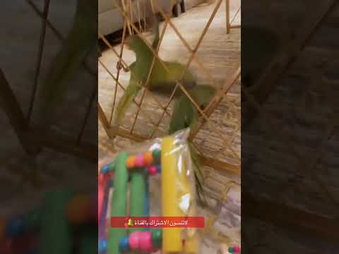 #ببغاء #ببغاء_يتكلم #يوميات #اكسبلور