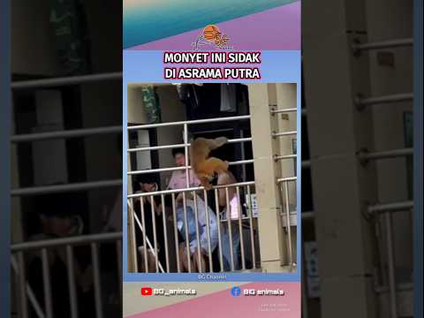 Monyet ini sidak mendakak di asrama cwk #animals #monkey
