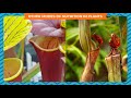 Plant Nutrition and Photosynthesis Concepts