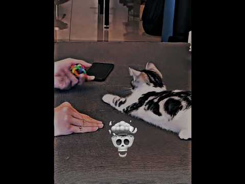 Cats are highly intelligent..💀