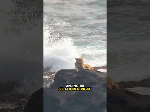 Seekor Anjing Setia, Selalu Menunggu Majikannya Datang😢
