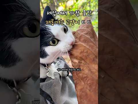 세상에서 가장 웃기게 재롱떠는 고양이 모음 ㄷ ㄷ