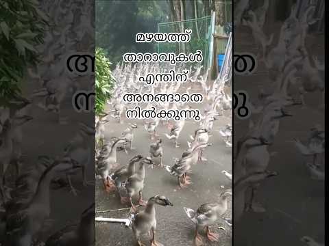 Why do ducks stay still in Rain 😯 #shortsviral #malayalam #malayalamnews #viral #animals #birds