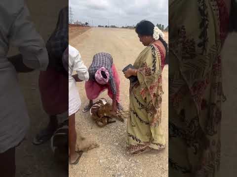 ఇలా చూస్తూనే చాలా బాధ అనిపించింది...#trending #youtubeshorts #cow #buffalo #viral #ytshorts #shorts