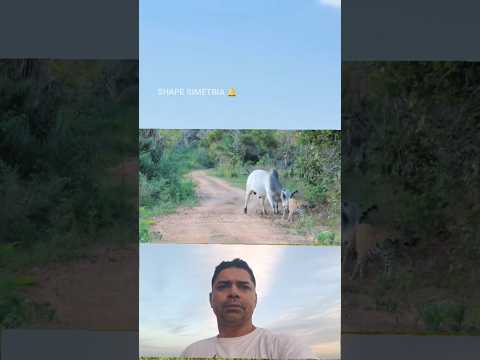 Touro chifra as oncas na estrada