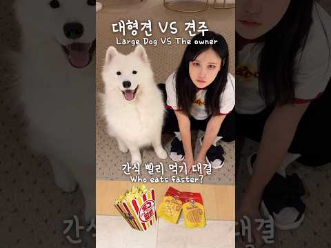 대형견VS견주, 간식 빨리 먹기 대결